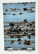 Load image into Gallery viewer, Postcards by Kimberley Kufaas