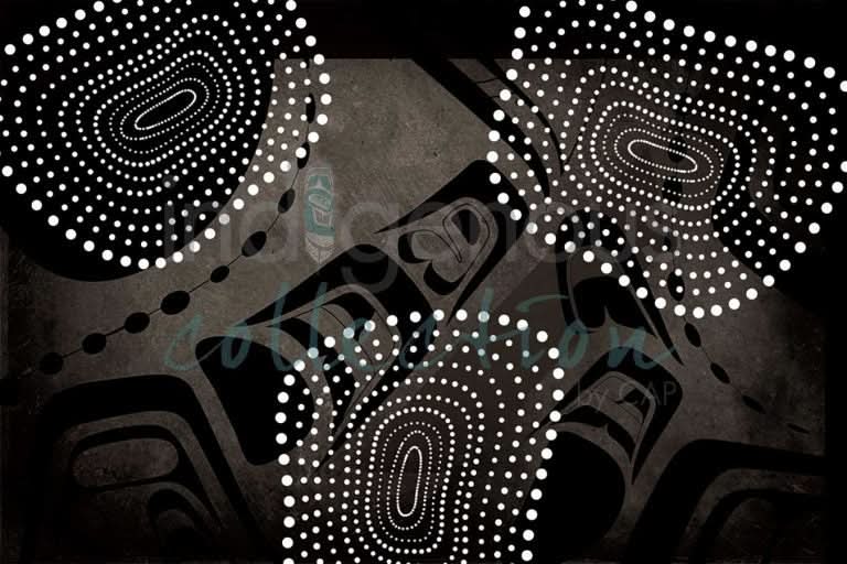 Northern Grey Gull by Heidi Henderson